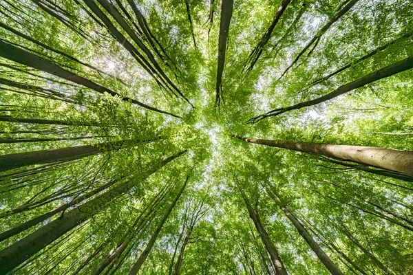 Canlı yeşil yaprakların ve aşağıdaki uzun ağaçların nefes kesici manzarası doğanın mükemmel güzelliğini gözler önüne seriyor.
