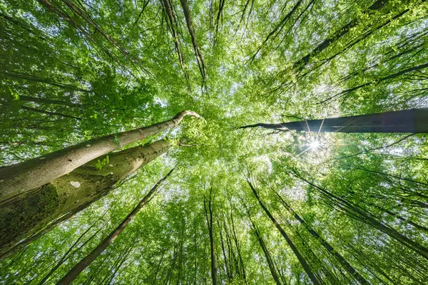 Canlı yeşil yaprakların ve aşağıdaki uzun ağaçların nefes kesici manzarası doğanın mükemmel güzelliğini gözler önüne seriyor.
