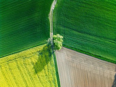 Engin tarım alanlarının canlı renklerini ve yalnız bir ağacı gösteren çarpıcı bir hava görüntüsü.