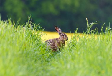 Vahşi bir tavşan, yemyeşil çimlerde, parlak güneş ışığının altında, doğal huzuru somutlaştırırken görülebilir.