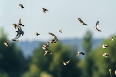 Dinamik ve canlı bir kuş sürüsü zarif bir şekilde süzülüyor yemyeşil bir manzaranın üzerinde.