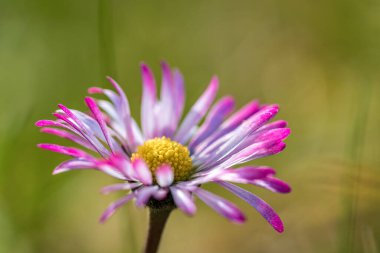 Parlak sarı bir merkezi gösteren, çarpıcı görünümüne ekleyen, güzel mor ve beyaz bir çiçeğin detaylı bir yakın görüntüsü.