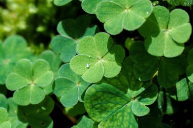 Işıl ışıl yeşil yaprakları üzerinde dinlenen dört yapraklı yoncanın detaylı yakın plan görüntüsü güzellikleri gözler önüne seriyor.