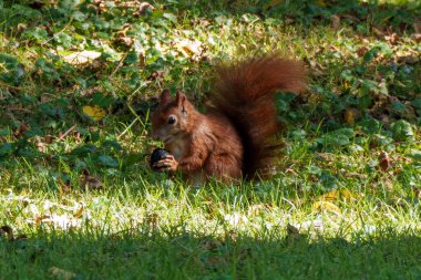 A lively little squirrel joyfully hopping across a grassy area, brilliantly illuminated by warm sunlight clipart