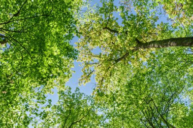 Parlak yeşil bir orman tepe örtüsünün nefes kesici ve çarpıcı manzarası, sıcak güneş ışığının güzel bir şekilde içinden akması.