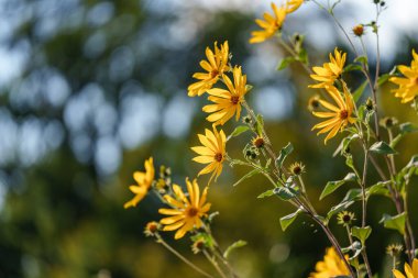 Gel ve güneşli gökyüzünün altında açan canlı sarı kır çiçeklerinin çarpıcı güzelliğini keşfet.
