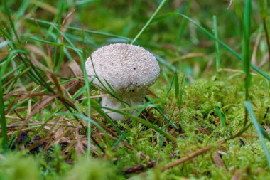 Bereketli yosunlu bir ormanda, nemli zeminde güzel mantarlar gelişiyor, doğanın inanılmaz çeşitliliğini gösteriyor.