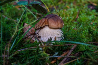Sersemletici bir yaban mantarı, dingin ve görkemli bir ormanda canlı, yemyeşil bir alanda gelişir.