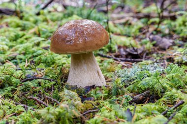 Sersemletici bir yaban mantarı, dingin ve görkemli bir ormanda canlı, yemyeşil bir alanda gelişir.