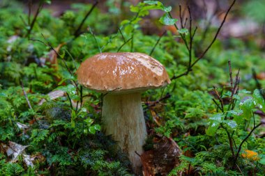 Sersemletici bir yaban mantarı, dingin ve görkemli bir ormanda canlı, yemyeşil bir alanda gelişir.