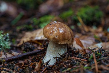 Canlı, yemyeşil bir ormanda yetişen mantarları tasvir eden çok güzel bir manzara.