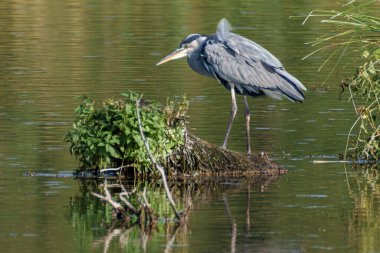 Görkemli bir balıkçıl, sakin, dingin sularla ve gür yeşilliklerle çevrili büyük bir kayanın üzerinde zarif bir şekilde tünemektedir.