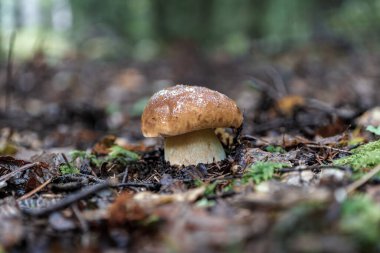 Canlı, yemyeşil bir ormanda yetişen mantarları tasvir eden çok güzel bir manzara.
