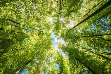 Büyüleyici yeşil bir orman tepe örtüsü. Güneş ışığı yukarıdaki yaprakların arasından yavaşça süzülüyor.