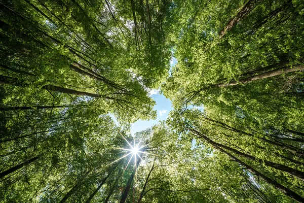 Büyüleyici yeşil bir orman tepe örtüsü. Güneş ışığı yukarıdaki yaprakların arasından yavaşça süzülüyor.