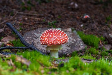 Parlak beyaz noktalarla süslenmiş çarpıcı derecede canlı kırmızı bir mantar yemyeşil ve yemyeşil bir orman ortamında yuvalanmıştır.