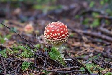 Parlak beyaz noktalarla süslenmiş çarpıcı derecede canlı kırmızı bir mantar yemyeşil ve yemyeşil bir orman ortamında yuvalanmıştır.