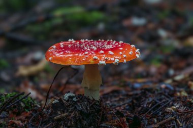 A strikingly vibrant red mushroom adorned with bright white spots is nestled in a lush and green forest environment clipart