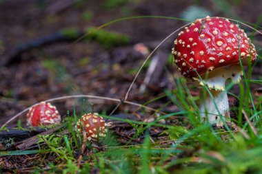 Parlak beyaz noktalarla süslenmiş çarpıcı derecede canlı kırmızı bir mantar yemyeşil ve yemyeşil bir orman ortamında yuvalanmıştır.
