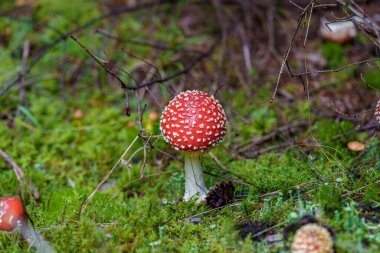 A strikingly vibrant red mushroom adorned with bright white spots is nestled in a lush and green forest environment clipart