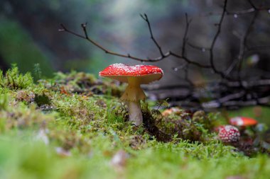 Parlak beyaz noktalarla süslenmiş çarpıcı derecede canlı kırmızı bir mantar yemyeşil ve yemyeşil bir orman ortamında yuvalanmıştır.