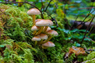 A beautiful cluster of mushrooms is nestled in vibrant green moss found under the lush forest canopy above clipart