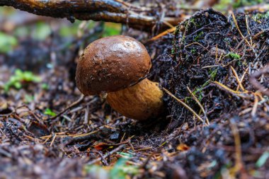 Vahşi Imleria badia, Boletus badius, ormandaki ağaç kütüğünde büyüyen mantar, alçak açı. Bolete Körfezi