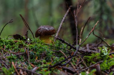 Vahşi Imleria badia, Boletus badius, ormandaki ağaç kütüğünde büyüyen mantar, alçak açı. Bolete Körfezi