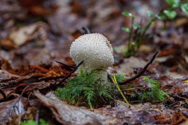 Bereketli yosunlu bir ormanda, nemli zeminde güzel mantarlar gelişiyor, doğanın inanılmaz çeşitliliğini gösteriyor.