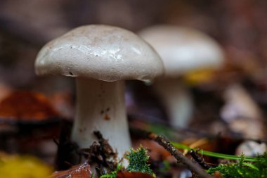 Doğanın inanılmaz güzelliğini ve biyolojik çeşitliliğini gözler önüne seren yemyeşil bir ormanda çeşitli mantarların yakın plan çekimi.