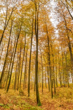 Huzurlu ve sakin bir sonbahar ormanı çevrendeki uzun ağaçlarla birlikte canlı sarı yapraklarını sergiliyor.