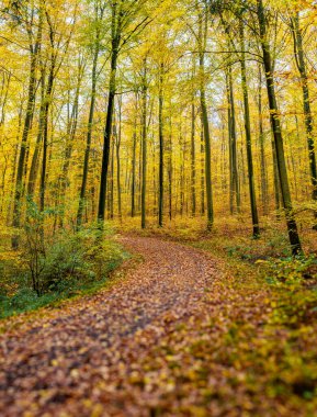 Huzurlu ve sakin bir sonbahar ormanı çevrendeki uzun ağaçlarla birlikte canlı sarı yapraklarını sergiliyor.