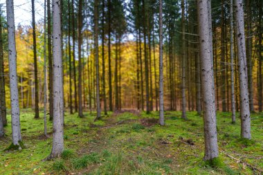 Uzun ağaçların arasından süzülen altın ışığıyla sakin bir orman keşif ve sükuneti davet ediyor.