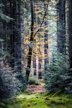 Uzun ağaçların arasından süzülen altın ışığıyla sakin bir orman keşif ve sükuneti davet ediyor.
