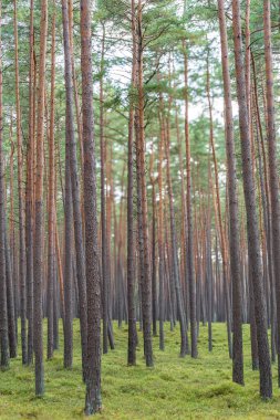Ormandaki yemyeşil çalıların arasında uzun ve görkemli çam ağaçlarının sergilendiği huzurlu ve sakin bir manzara.