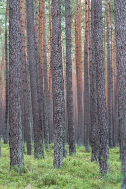Ormandaki yemyeşil çalıların arasında uzun ve görkemli çam ağaçlarının sergilendiği huzurlu ve sakin bir manzara.
