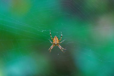 Bir örümceğin canlı yeşil arka planına karşı karmaşık özelliklerini vurgulayan detaylı bir makro görüntüsü.