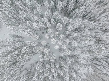 Göz kamaştırıcı bir hava fotoğrafı güzel bir şekilde sergileniyor. Yoğun, bol karlı ve yemyeşil bir ormanı kış boyunca gözler önüne seriyor.