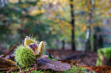 Serin bir sonbahar ormanında canlı yosunlarla çevrili tek bir kestanenin çarpıcı yakın çekimi.