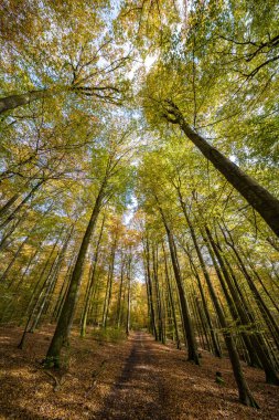 Canlı sonbahar yaprakları ve yukarıdaki yüksek ağaçların arasından süzülen güneş ışığıyla sakin bir orman sahnesi.