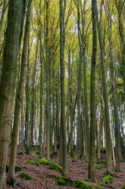 Huzurlu sonbahar manzarasını keşfetmek için bir dakikanızı ayırın. Huzurlu ve huzurlu bir yol boyunca canlı yapraklarıyla.