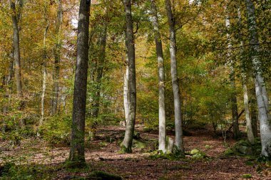 Sakin ve huzurlu bir ormanda, parlak sonbahar renkleri. Güneş ışığı güzel bir şekilde uzun ağaçların arasından süzülüyor.