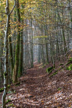 Canlı sonbahar yaprakları ve yukarıdaki yüksek ağaçların arasından süzülen güneş ışığıyla sakin bir orman sahnesi.