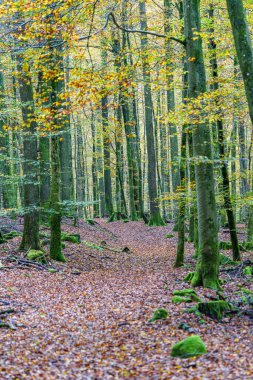 Canlı sonbahar ormanı göz kamaştırıcı renkli yapraklar sergiliyor ve gerçekten sakin bir atmosfer yaratıyor.