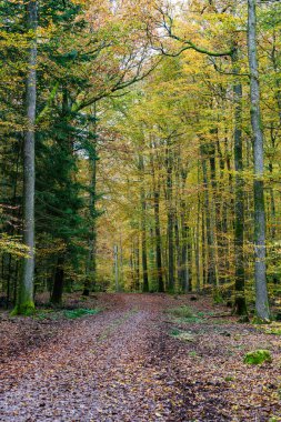 Canlı sonbahar ormanı göz kamaştırıcı renkli yapraklar sergiliyor ve gerçekten sakin bir atmosfer yaratıyor.