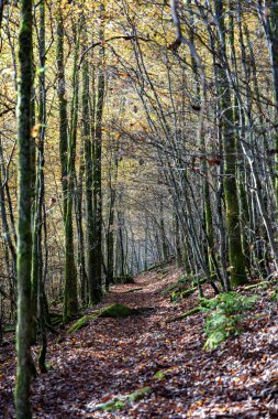 Canlı sonbahar ormanı göz kamaştırıcı renkli yapraklar sergiliyor ve gerçekten sakin bir atmosfer yaratıyor.