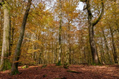 Canlı sonbahar ormanı göz kamaştırıcı renkli yapraklar sergiliyor ve gerçekten sakin bir atmosfer yaratıyor.