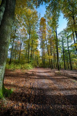 Huzurlu ve sakin bir orman manzarası. Huzurlu bir patika boyunca canlı bir sonbahar yeşilliği sergiler.