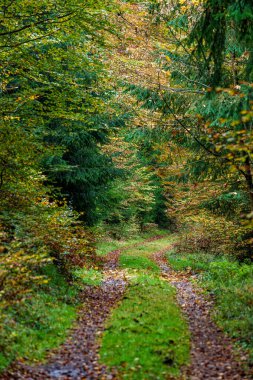 Huzurlu ve sakin bir orman manzarası. Huzurlu bir patika boyunca canlı bir sonbahar yeşilliği sergiler.