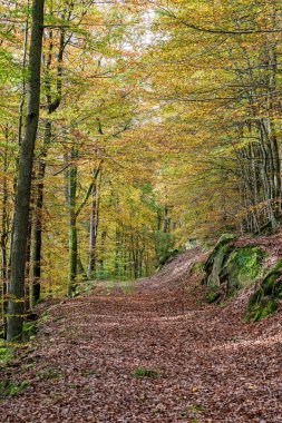 Huzurlu ve sakin bir orman manzarası. Huzurlu bir patika boyunca canlı bir sonbahar yeşilliği sergiler.